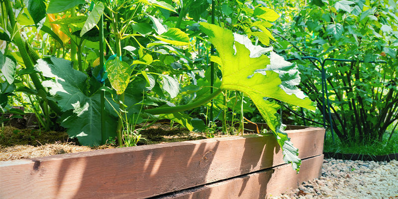 Quel est le meilleur emplacement pour cultiver des piments en carré potager ?