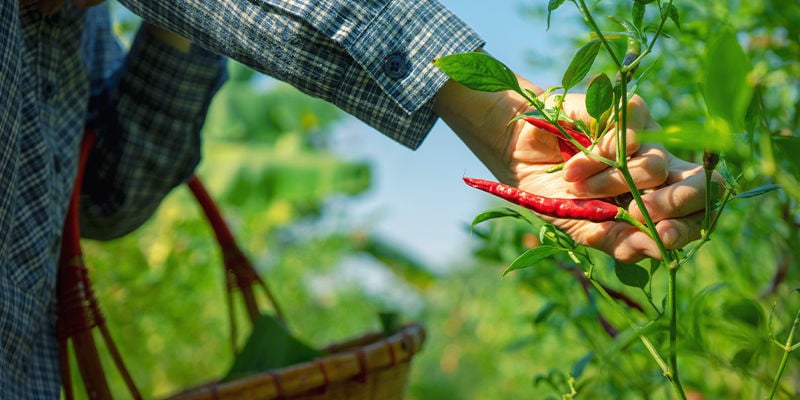 Tailler ses piments pour des rendements optimaux