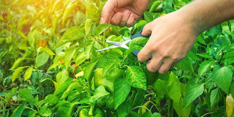 Quand tailler ses plants de piments ?