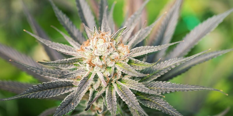 Quels sont les avantages des graines de cannabis féminisées ?