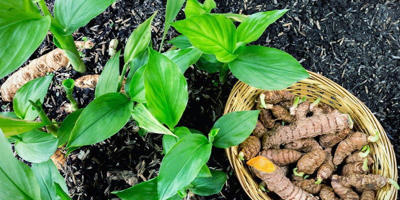 Qu’est-Ce Que Le Curcuma exactement ?