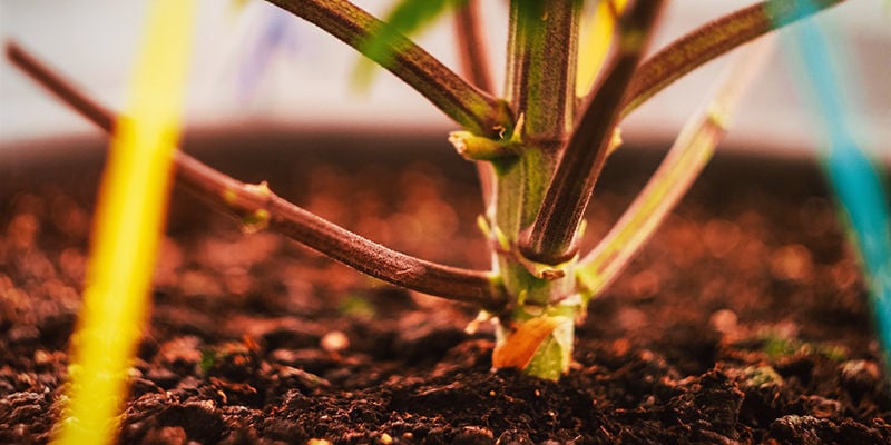 Stress Des Plants