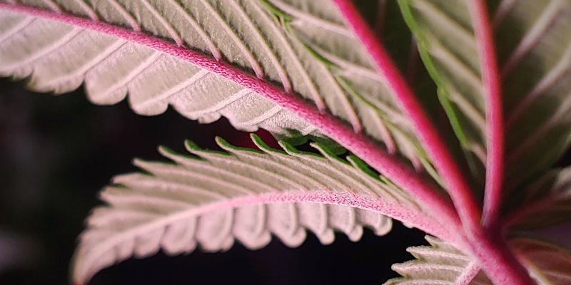Des Tiges De Cannabis Rouges Ou Vertes : Savoir Quand Il Faut S’inquiéter