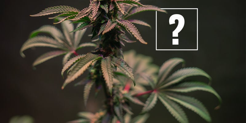 Qu’est-ce Qui Provoque Les Tiges De Cannabis Rouges Et Violettes ?