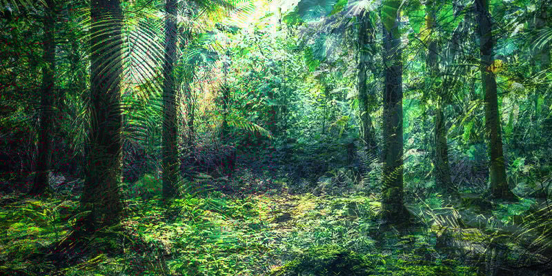 fusion entre la forêt équatorienne et celle du Devon