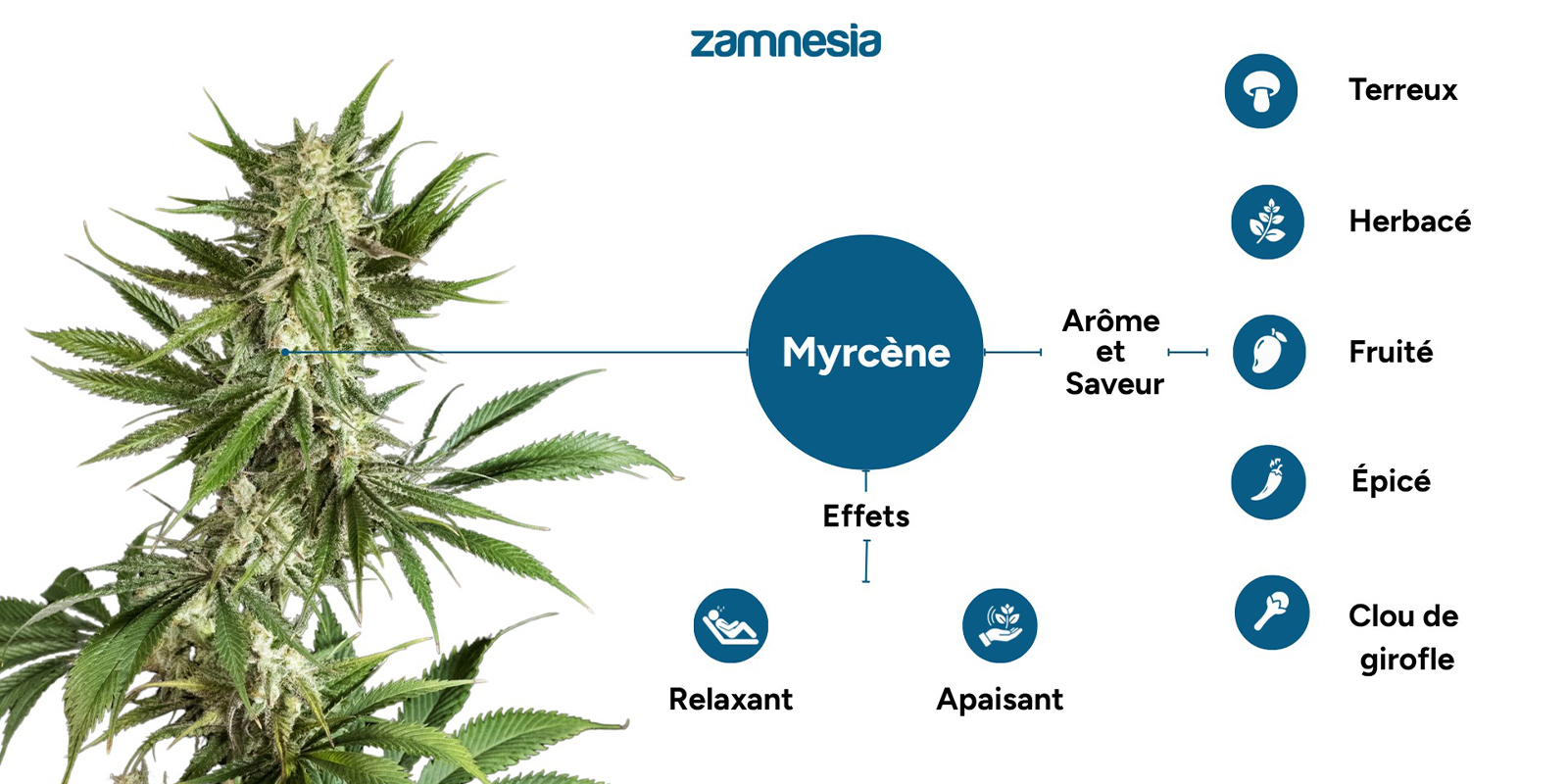 &Agrave; quoi sert le myrc&egrave;ne dans le cannabis ?