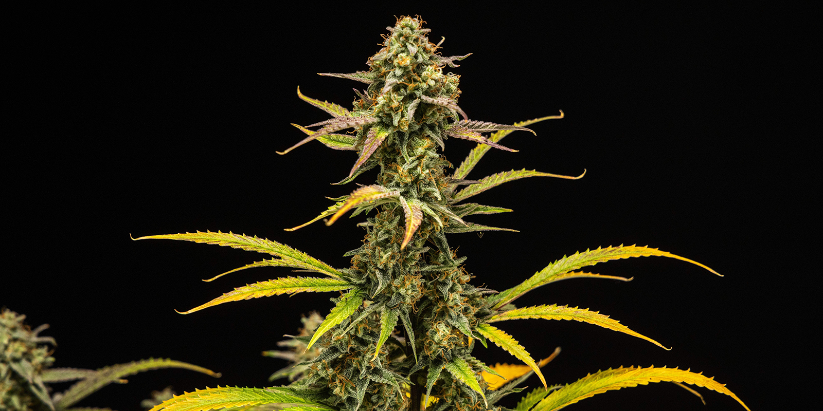 Strains high in myrcene Strains high in myrcene