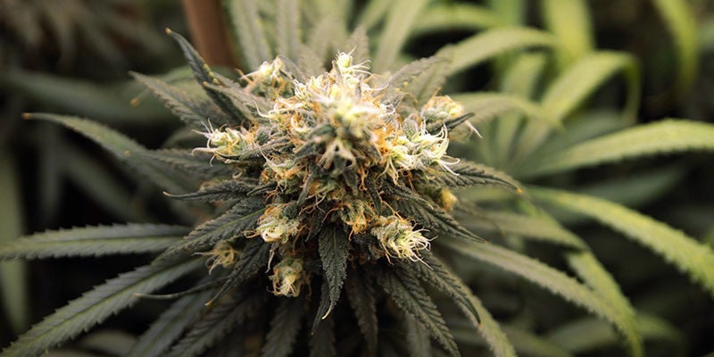 5 Variétés De Cannabis Riches En Pinène