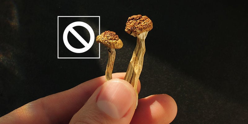 Faire une pause dans sa consommation de champignons psychédéliques pour réinitialiser sa tolérance