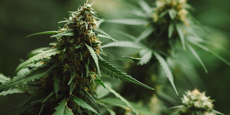 5 Variétés De Cannabis Contenant Du Caryophyllène