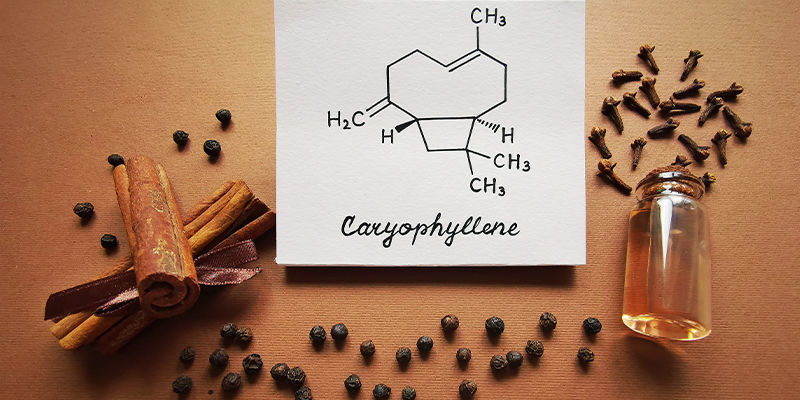 Caryophyllène : Mot De La Fin