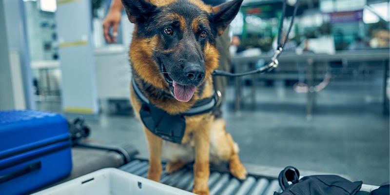 Comment travaillent les chiens aux aéroports