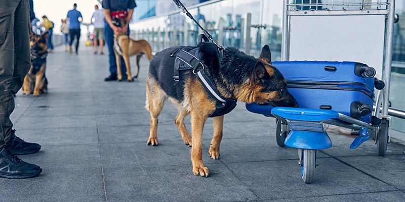 Où sont utilisés les chiens de détection ?