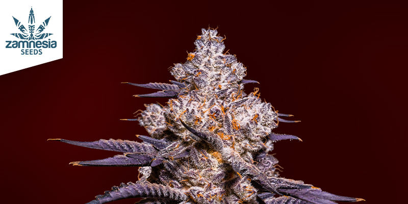 Caractéristiques de la Strawberry Cough