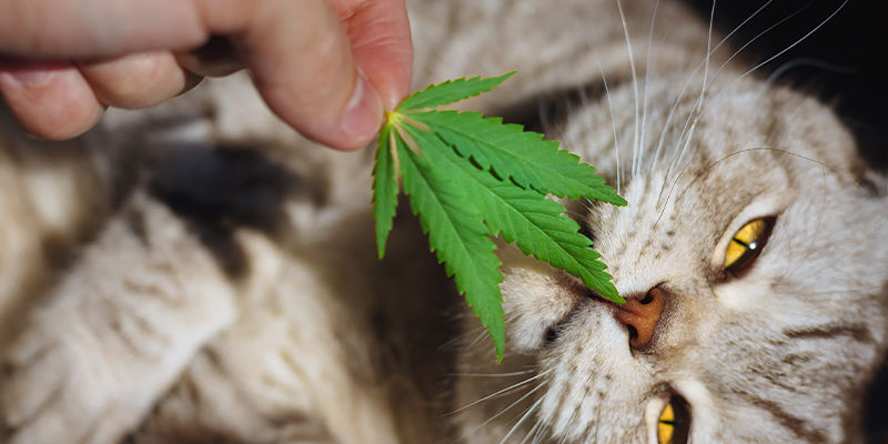 Comment le cannabis affecte-t-il les chats ?
