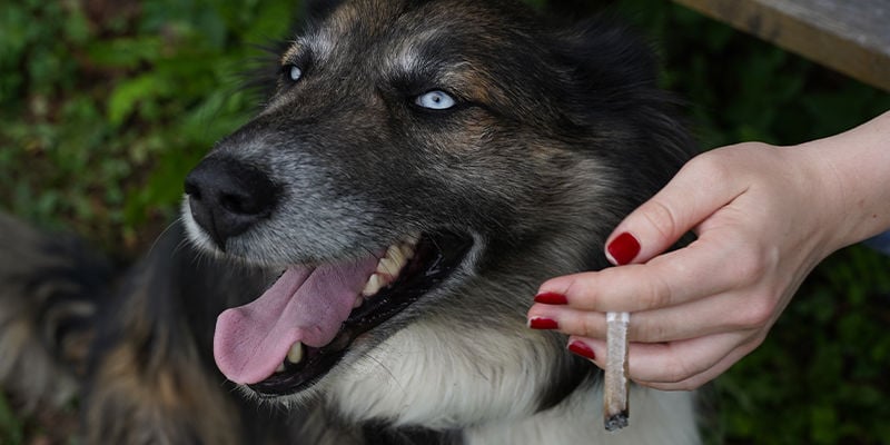 Comment le cannabis affecte-t-il les chiens ?