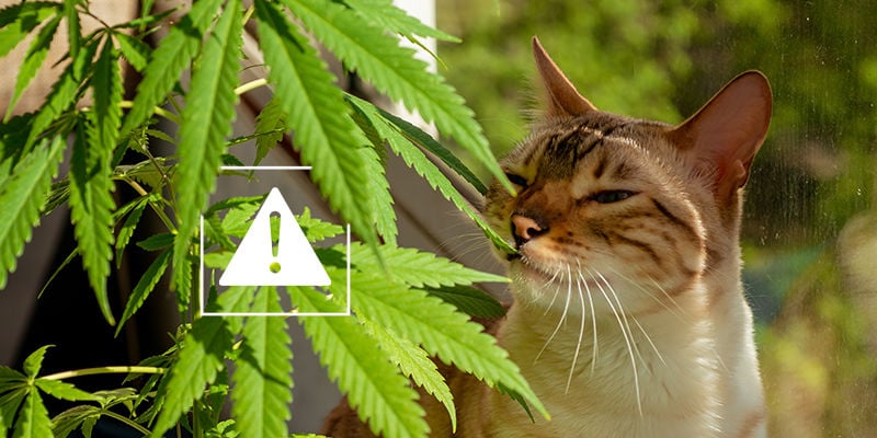 Autres risques pour la santé de vos animaux de compagnie liés au cannabisme passif