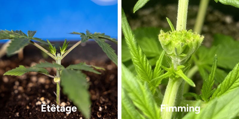 Comprendre l’étêtage et le fimming