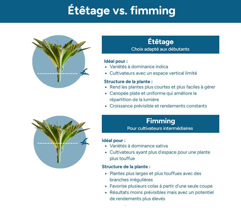 Étêtage vs fimming