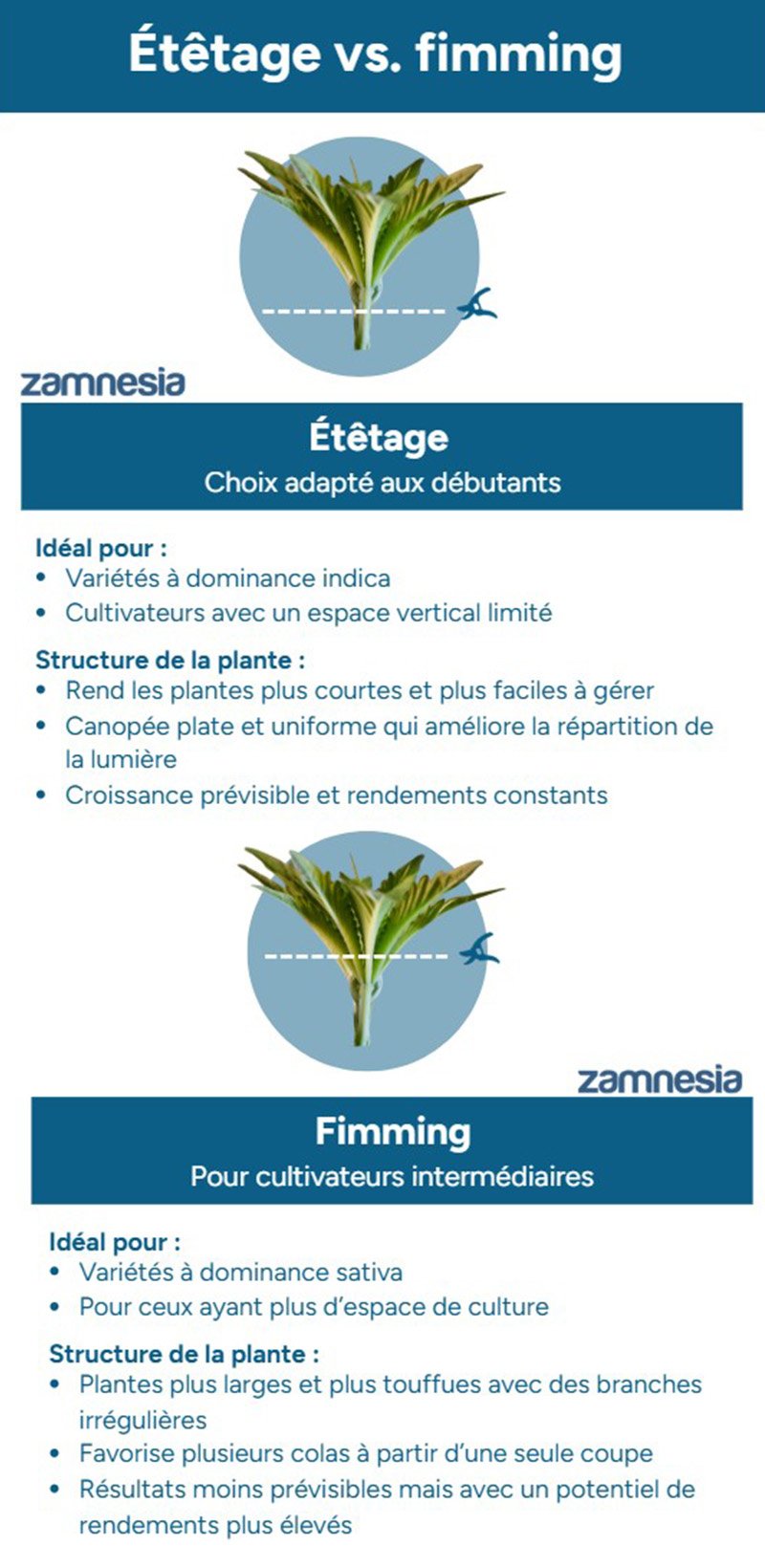 Étêtage vs fimming