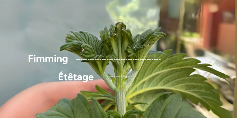 Étêtage vs fimming : différences clés