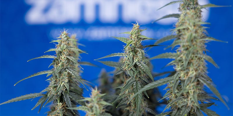 What is best for weed plants: fimming or topping?