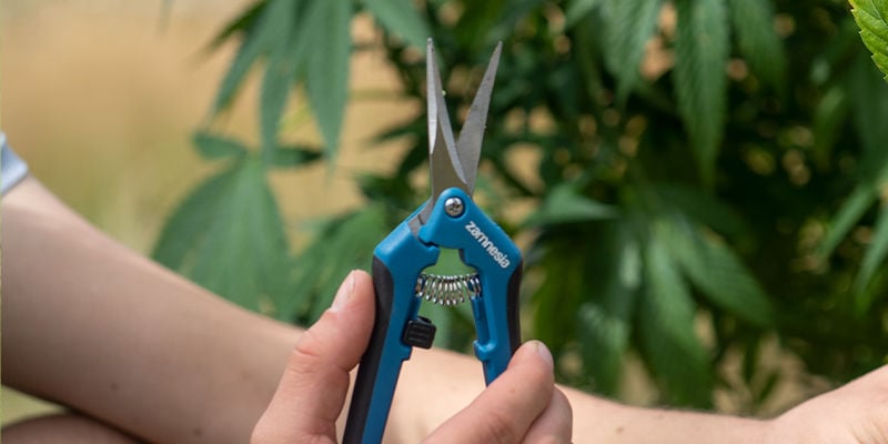 De quoi avez-vous besoin pour étêter le cannabis ?