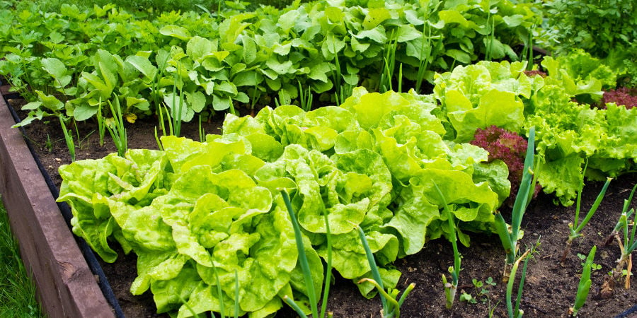 Où Planter Vos Légumes