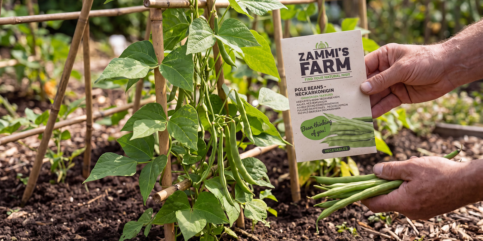 Haricots verts