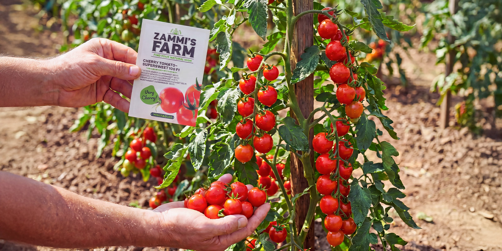 Tomates cerises
