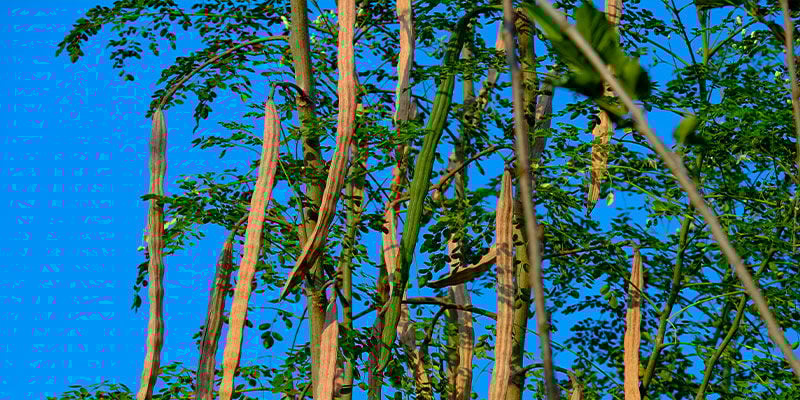 Qu’est-ce Que Le Moringa ?