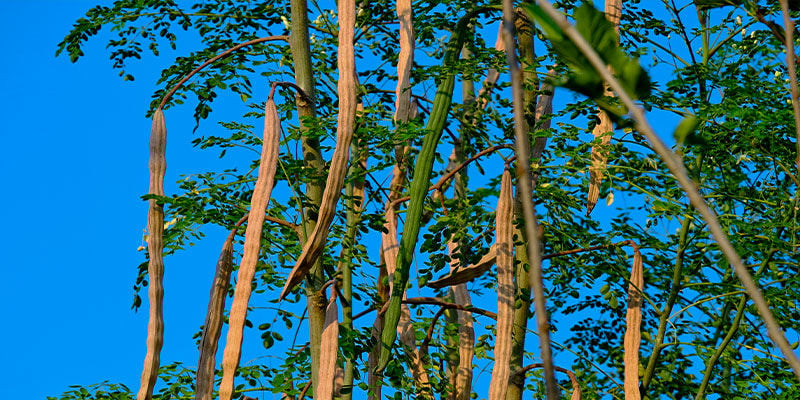 Qu’est-ce Que Le Moringa ?