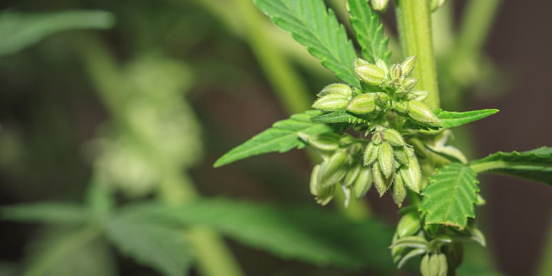 Comment les variétés de cannabis sont-elles créées ?