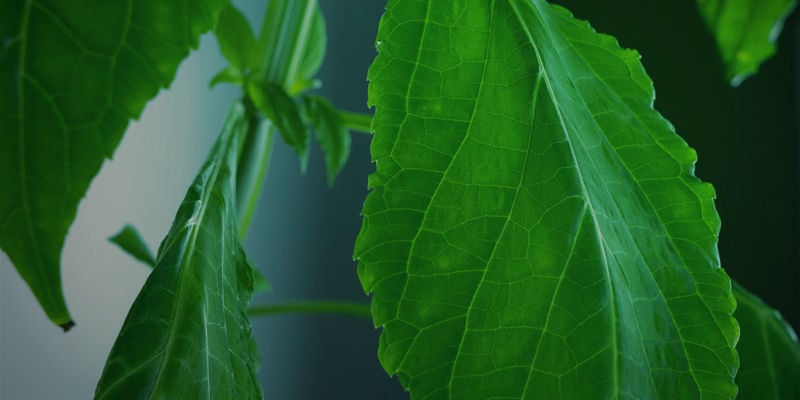 Mot De La Fin Sur La Culture De Salvia