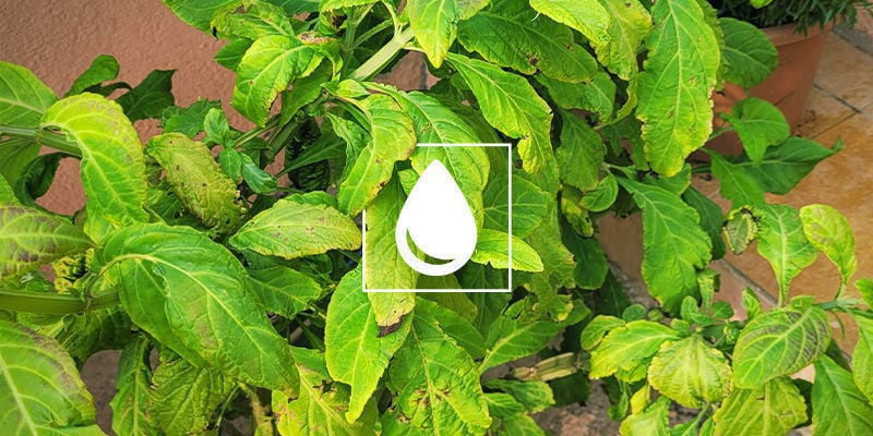 Tips For General Plant Maintenance Once YouConseils Pour L’entretien Général Du Plant Une Fois Que La Salvia A Prisr Salvia Is Established