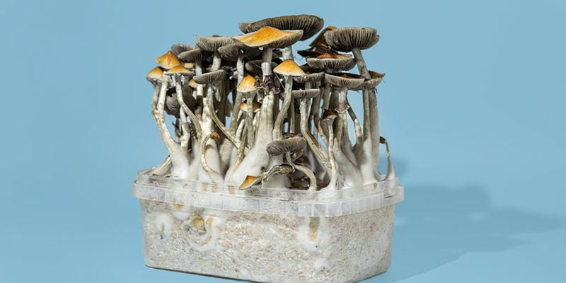 Comment Choisir Le Bon Kit De Culture De Champignons Magiques