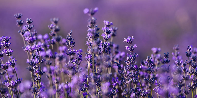 Autres plantes contenant de l’ocimène