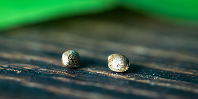 Le crop steering : une technique avancée pour maximiser le potentiel des plants