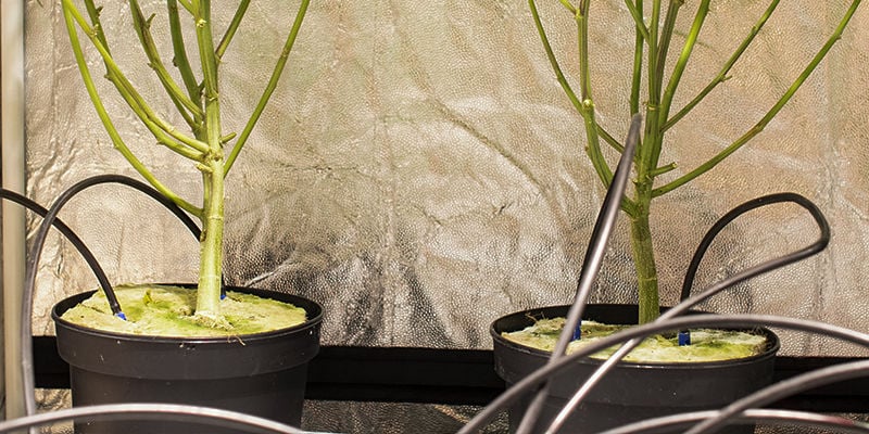 Comment fonctionne le crop steering du cannabis ?