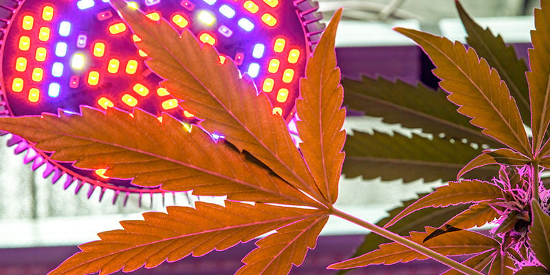 Comment mettre en place le crop steering du cannabis ?