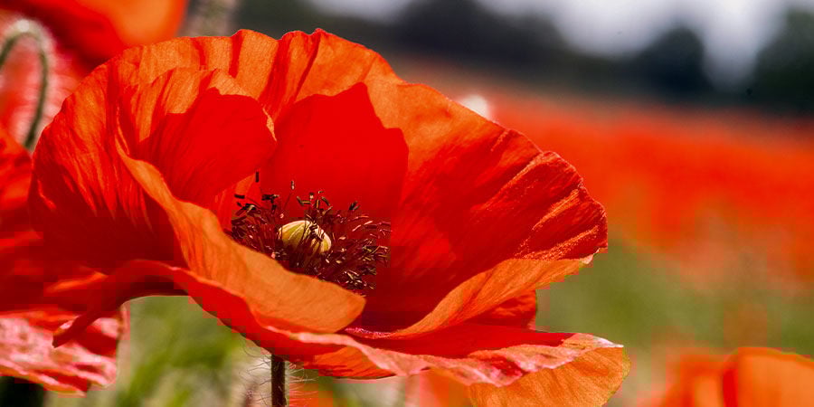 Coquelicot Single Red