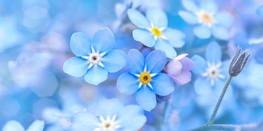 Myosotis Alpestre Indigo Blue