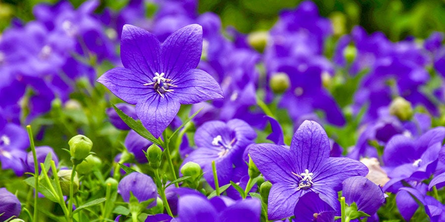 Campanule À Grandes Fleurs