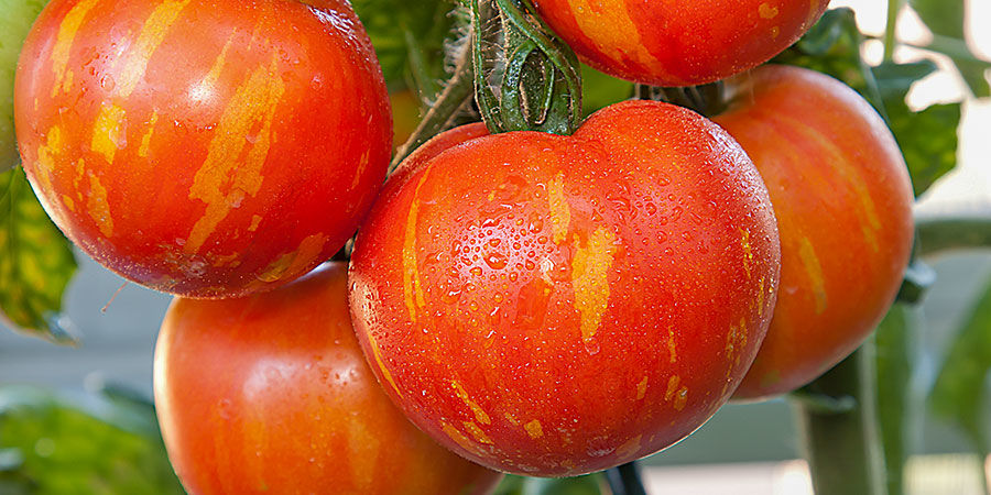 Tomate Tigerella