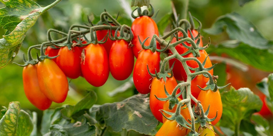 Tomate Pomodori