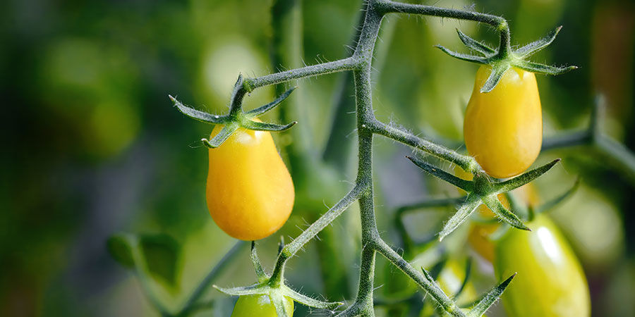 Tomate cerise Yellow Pear