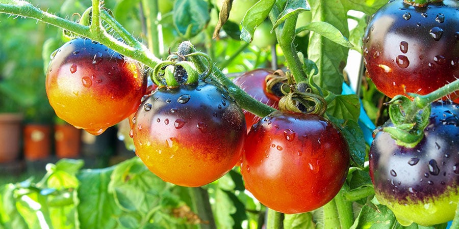 Tomate Cerise Indigo Rose