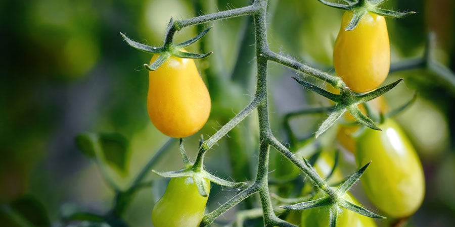 Tomate Cerise Yellow Pear