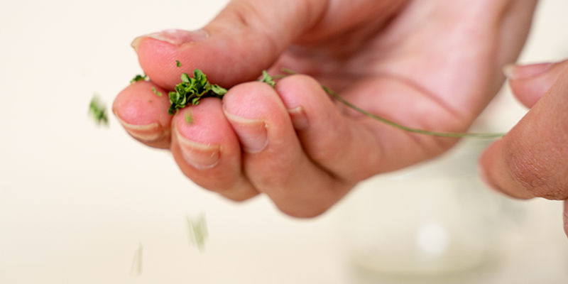 Séchage des herbes : ces conseils vous aideront à réussir