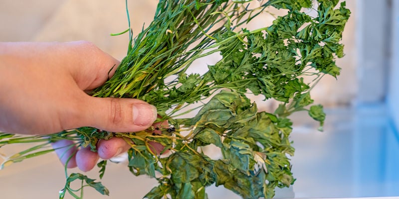 Puis-Je Conserver Mes Herbes Séchées Au Congélateur ?